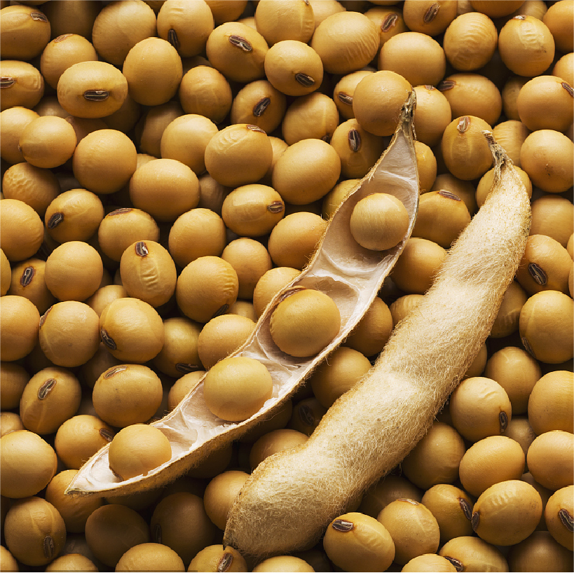 Soy Protein for Korean.png