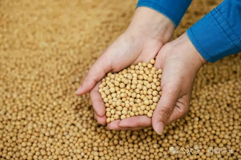 The "King of Proteins" Hidden Behind Deliciousness and Health: How Much Do You Know About Soy Protein Isolate?